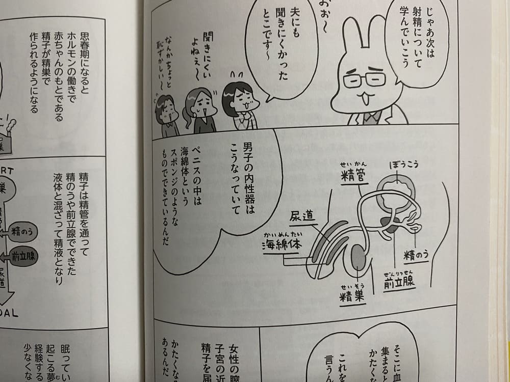 ペニスの画像